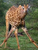 Giraffe in South Africa